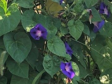 Photo of morning glories in Harmony, Minnesota by Suzanne.