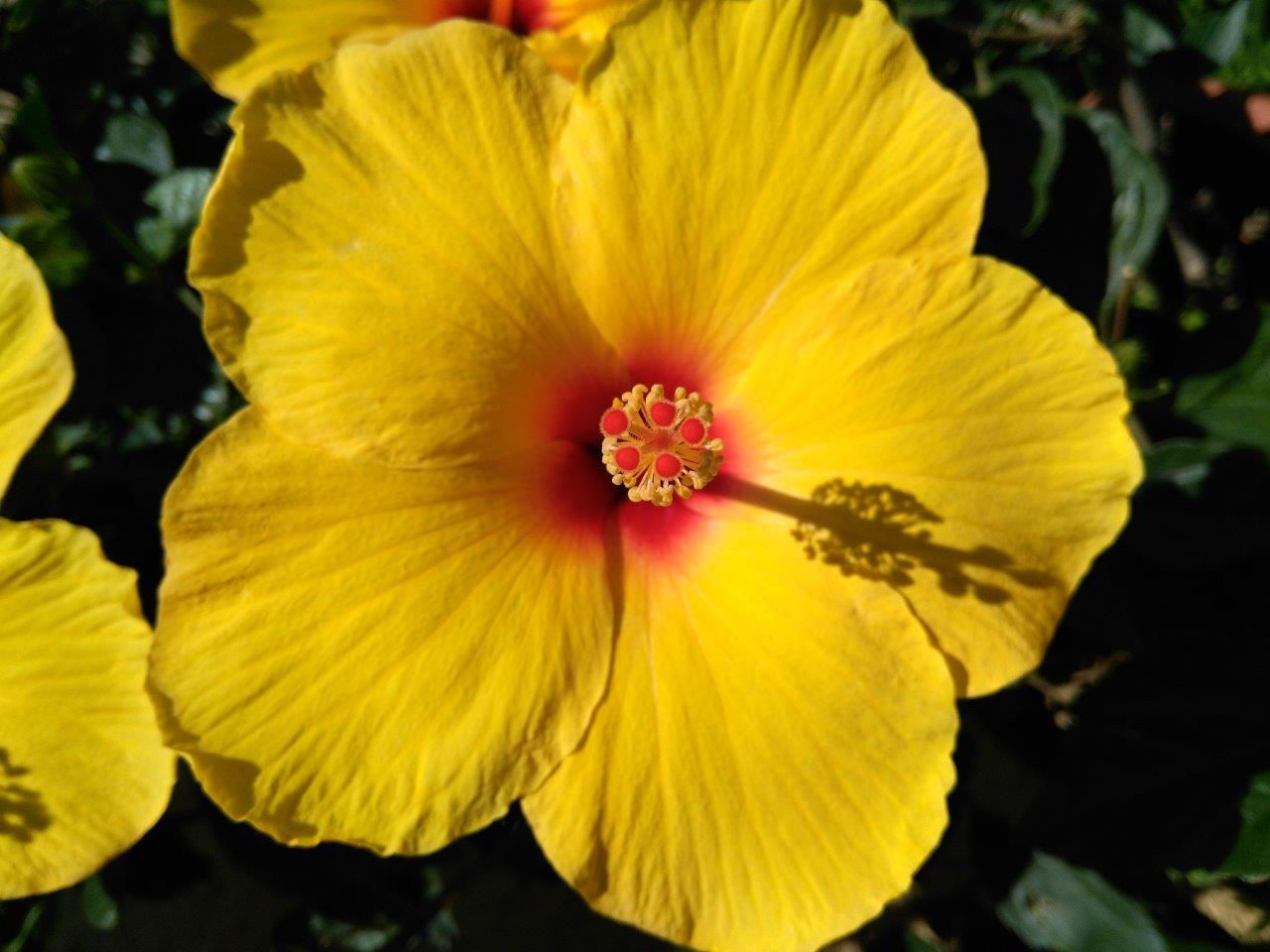 Photo of a yellow hibiscus from South St. Paul dedicated to her great-grandmother Susie Gebhart (an early South St. Paul