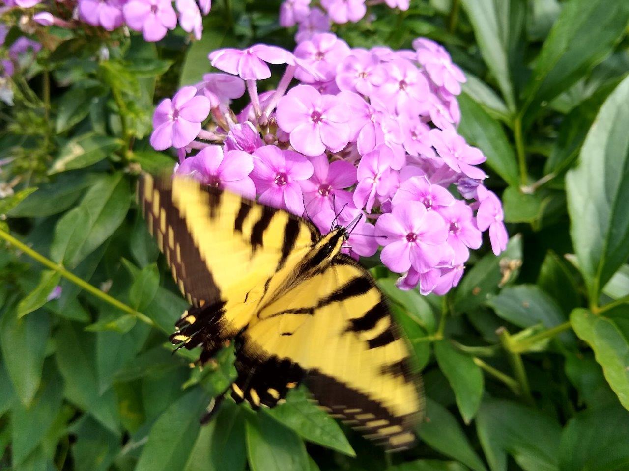 Photo of a yellow butterfly on a pink bloom by Jane, South St. Paul.